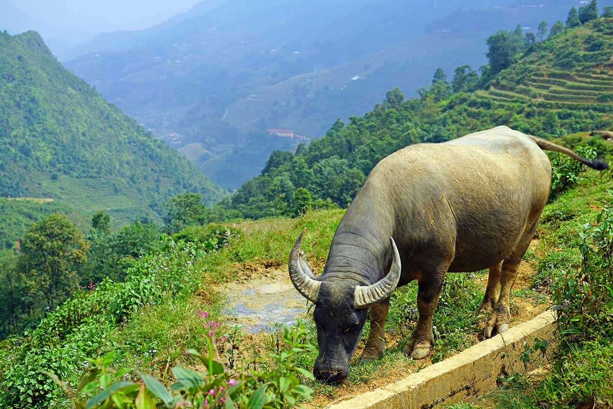 Sapa Trekking 2 Nights Itinerary Ban Sai, Sin Chai Village Route